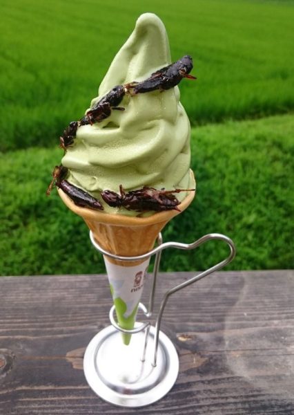 8 Insect Flavored Ice Creams Around The World That Not Everyone Can Eat - RVCJ Media