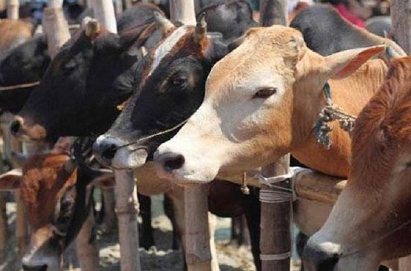 Will Ensure Goa Doesn’t Face Beef Shortage, Says CM Parrikar! Congress Calls It Hilariously Ironic! - RVCJ Media