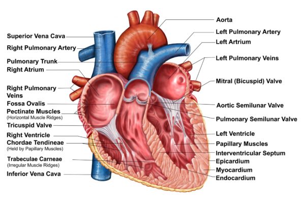 Many People Think Cardiac Arrest & Heart Attack Are Same. No, They Are Not. Here’s The Difference - RVCJ Media