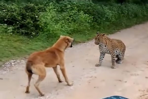 Leopard Attacks Dog Suddenly; How Dog Stands Up To Leopard & Beats It Is What You Need To Watch - RVCJ Media