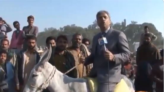 Pakistani Reporter Amin Hafeez Fell Off A Donkey While Reporting, Check Out Twitter Reactions - RVCJ Media