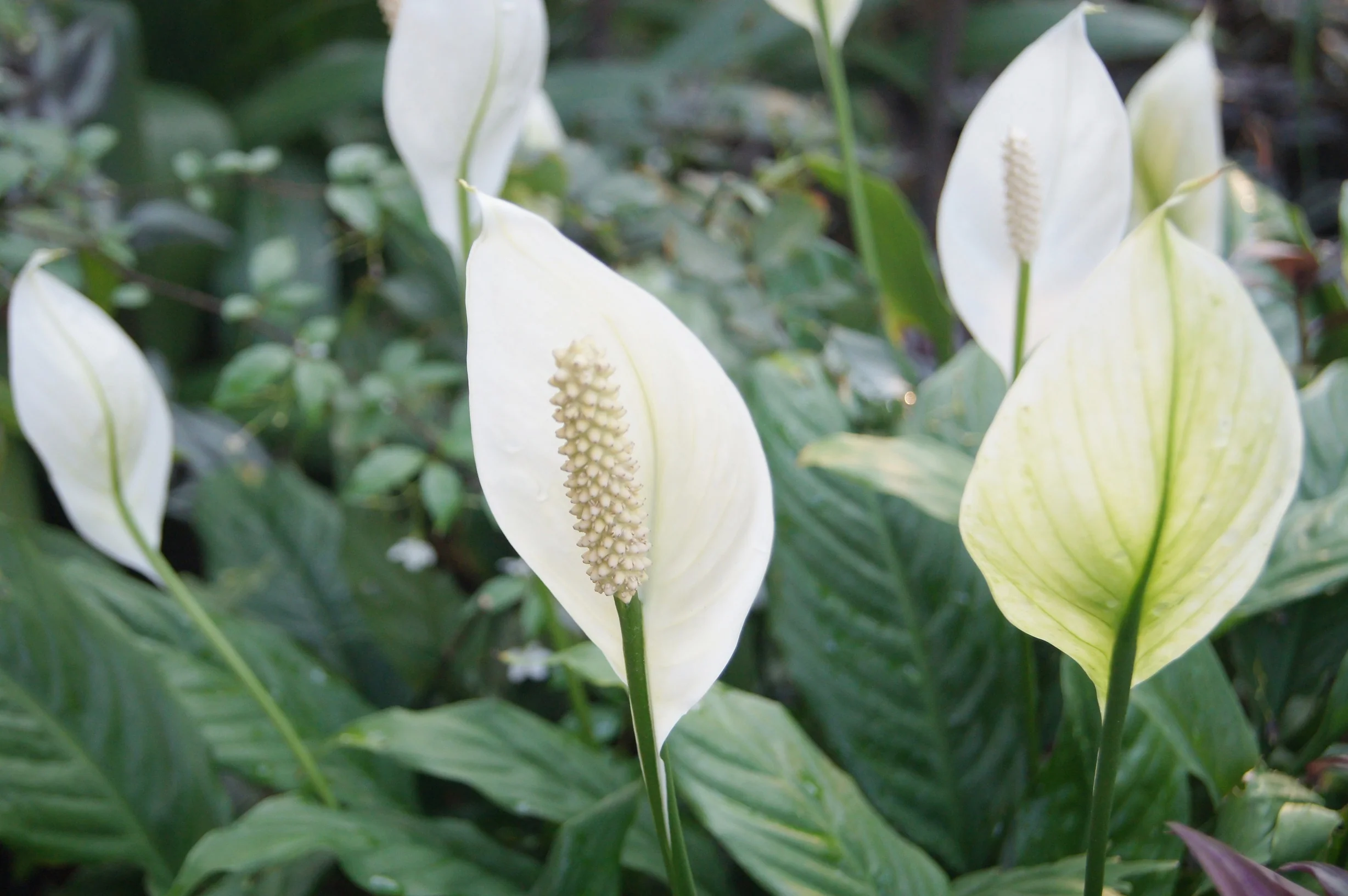 Going Petal Crazy? The Best Flowering Plants You Can Add To Your Collection