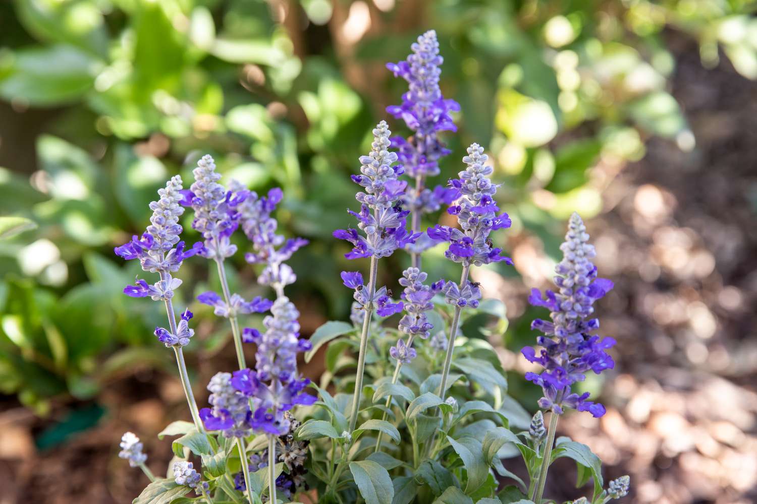 Going Petal Crazy? The Best Flowering Plants You Can Add To Your Collection