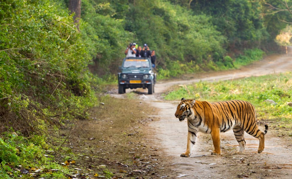 Top 6 Best National Parks To Visit In India For Exploring Wildlife At Its Best