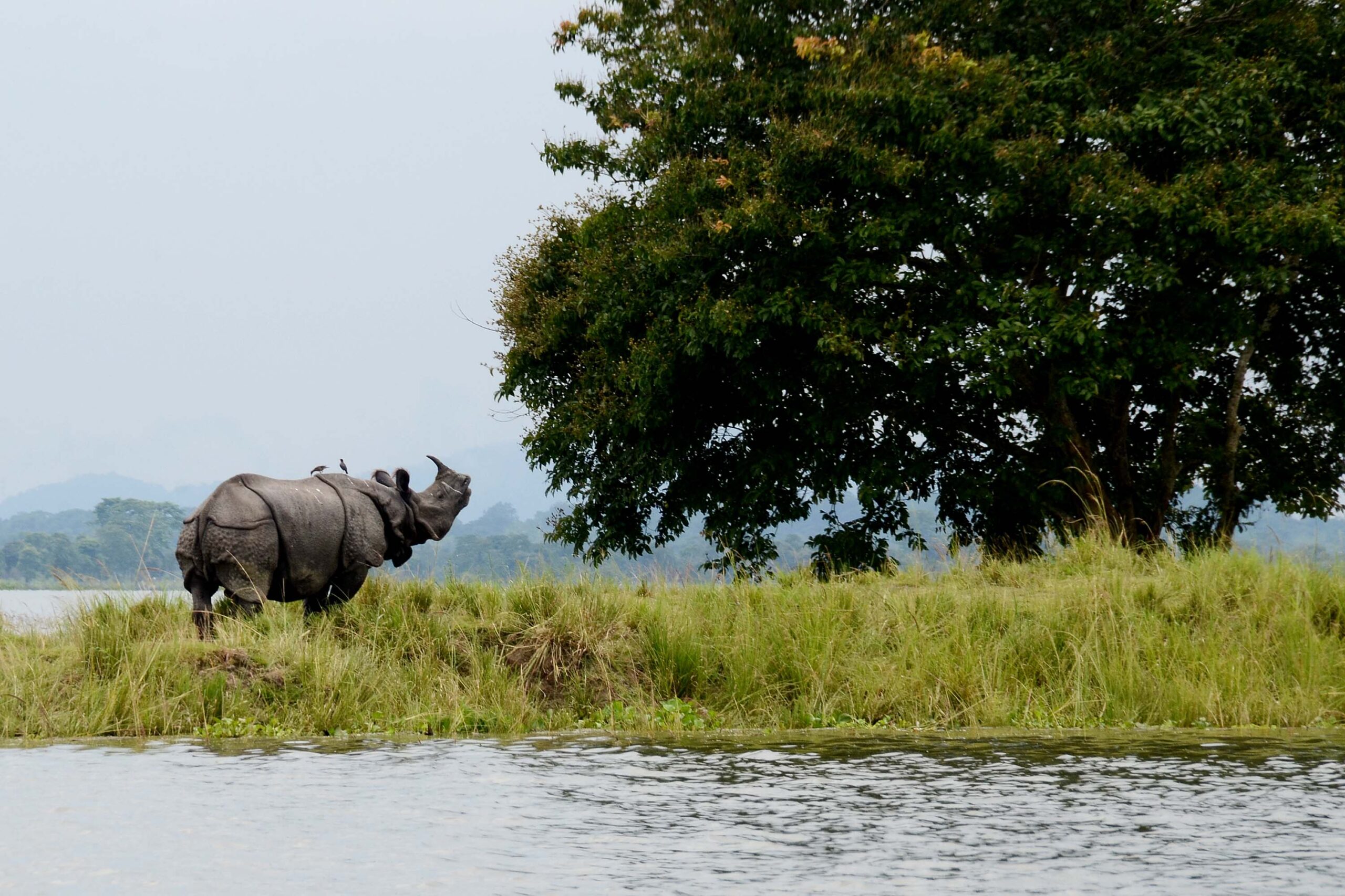 Top 6 Best National Parks To Visit In India For Exploring Wildlife At Its Best