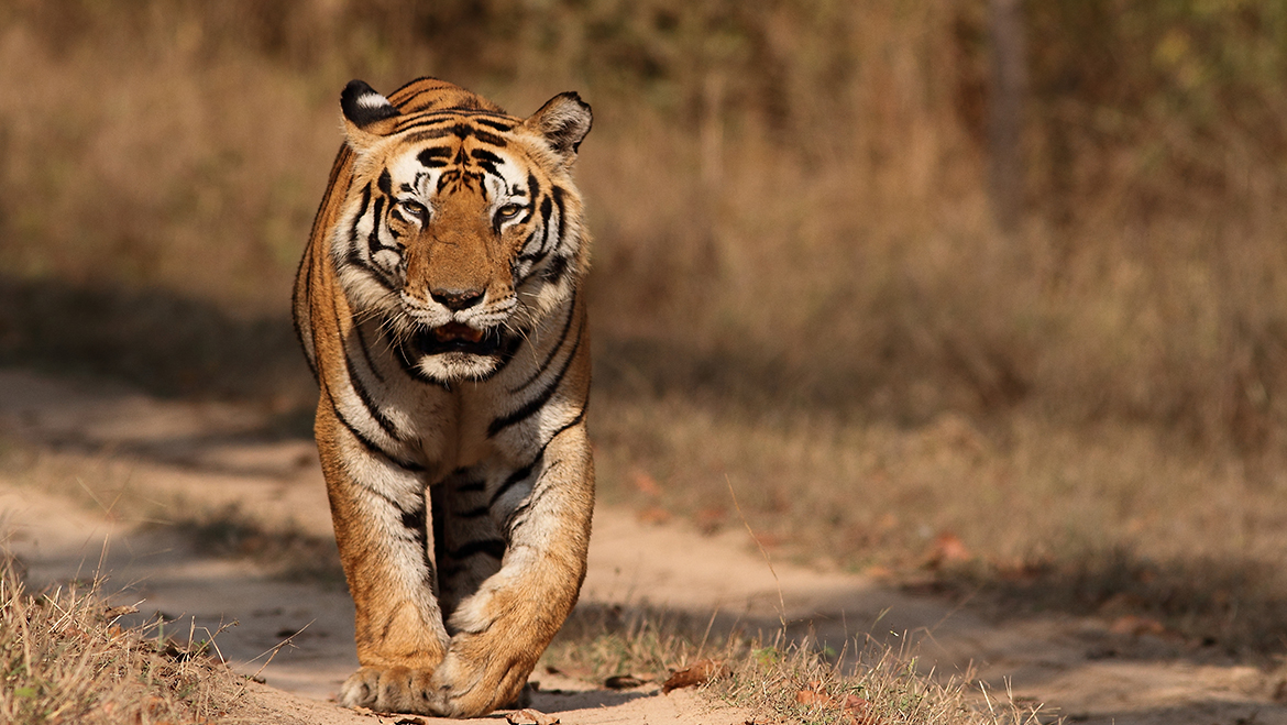 Top 6 Best National Parks To Visit In India For Exploring Wildlife At Its Best