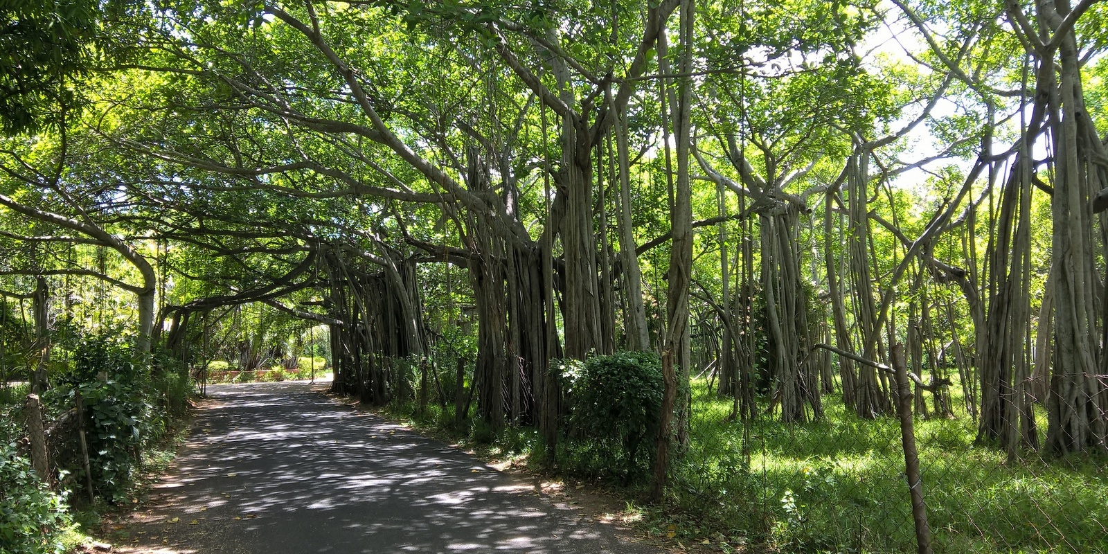 Green Escapes: 10 Most Beautiful Parks and Gardens in Chennai