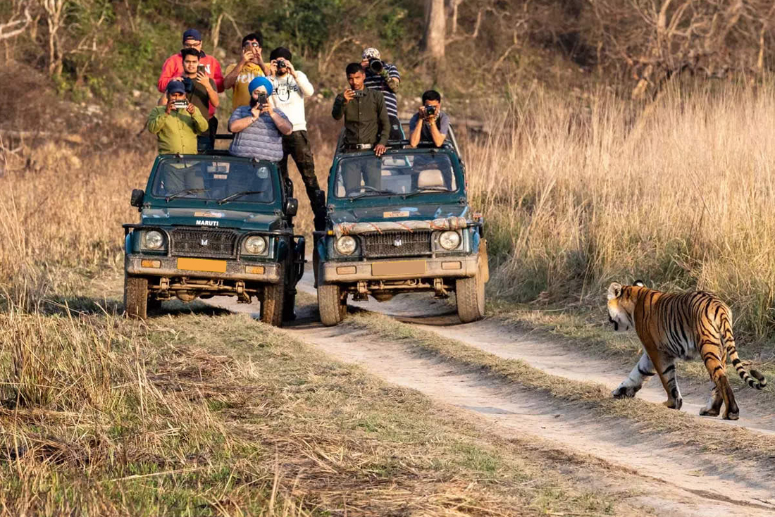 Top 6 Best National Parks To Visit In India For Exploring Wildlife At Its Best