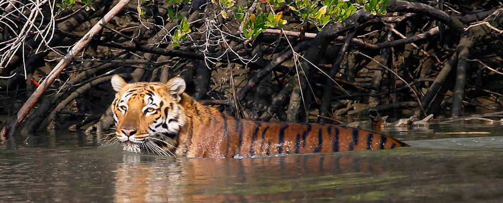 Top 6 Best National Parks To Visit In India For Exploring Wildlife At Its Best