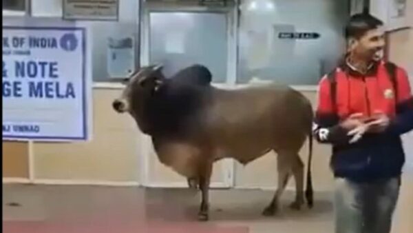 ‘Come After Lunch,’ X Floods With Hilarious Reactions As A Bull Enters SBI Branch In UP’s Unnao - RVCJ Media