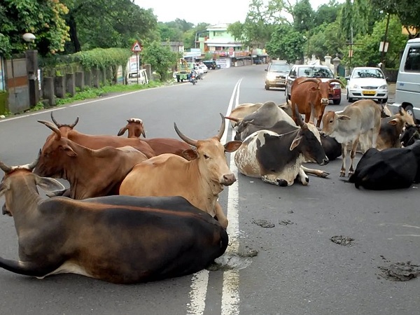 ‘Come After Lunch,’ X Floods With Hilarious Reactions As A Bull Enters SBI Branch In UP’s Unnao - RVCJ Media