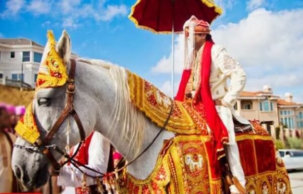 Angry Baraat Horse Gives Flying Kick To Man, Viral Video Leaves Netizens In Splits - RVCJ Media