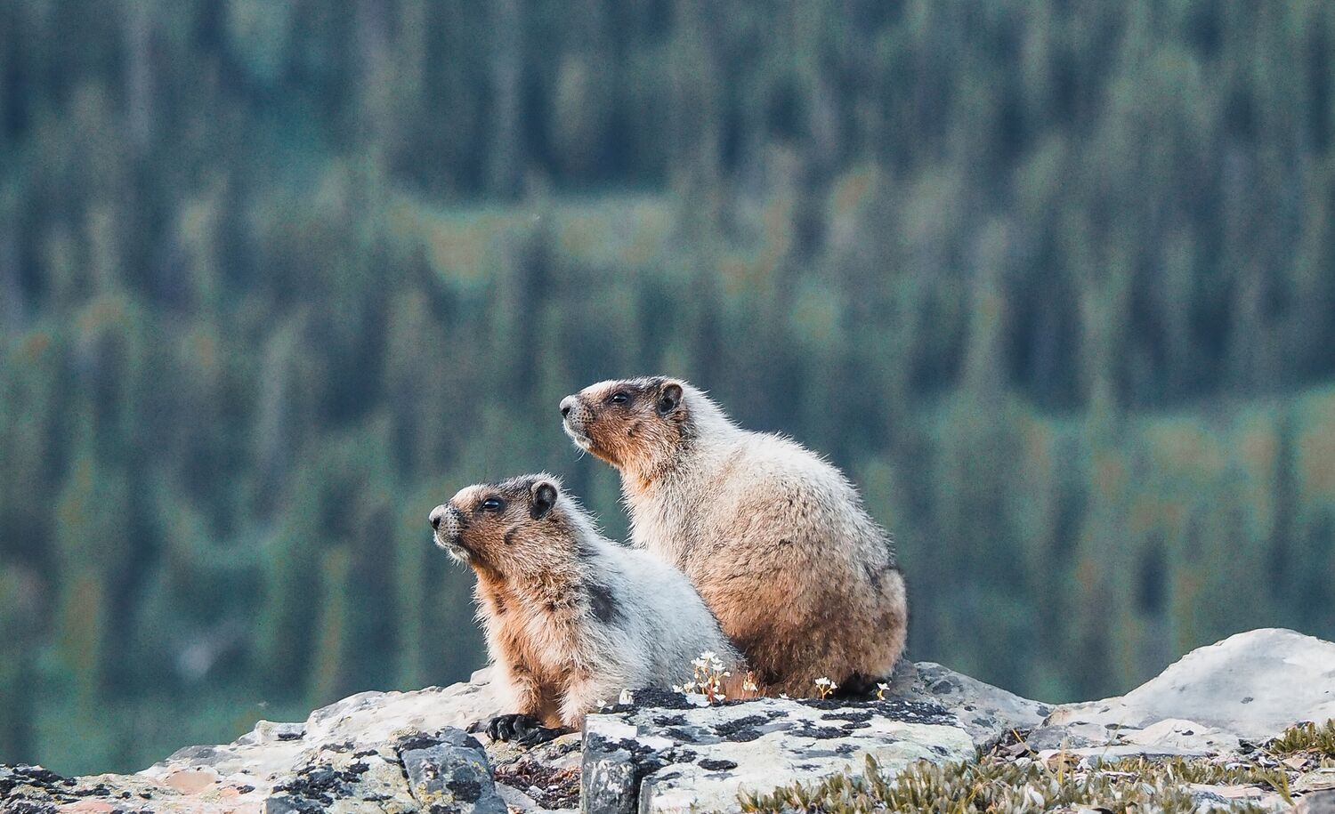 Photography Expeditions: Capturing the Essence of Banff National Park, Canada