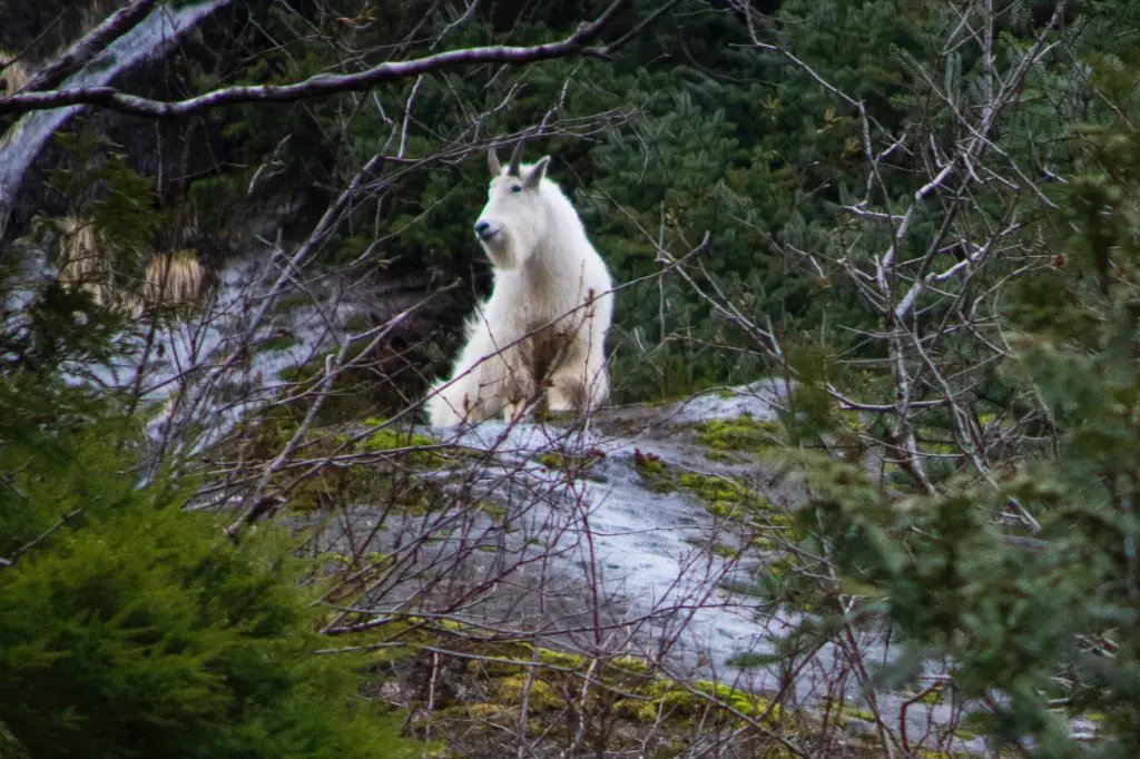 Photography Expeditions: Capturing the Essence of Banff National Park, Canada