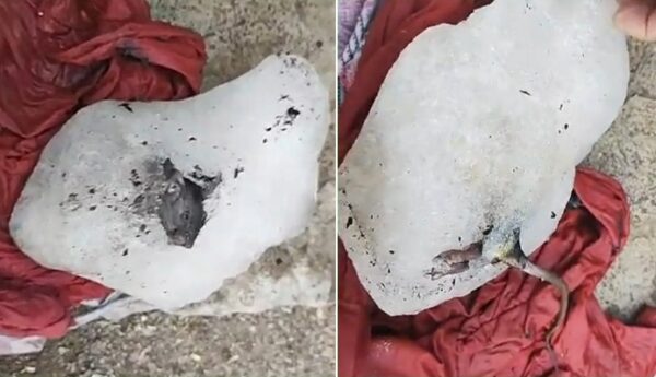 Frozen Rat Found In Ice Block, Factory Supplies Ice To Hotels, Restaurants In Pune - RVCJ Media