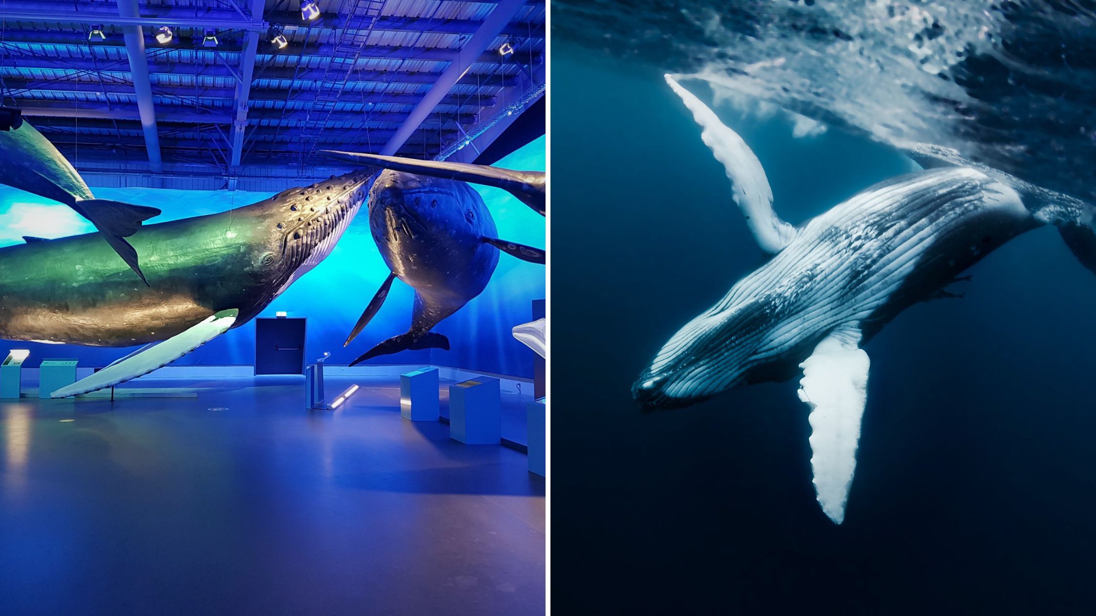 6 Best Instagrammable Places in Reykjavik - Whale Watching