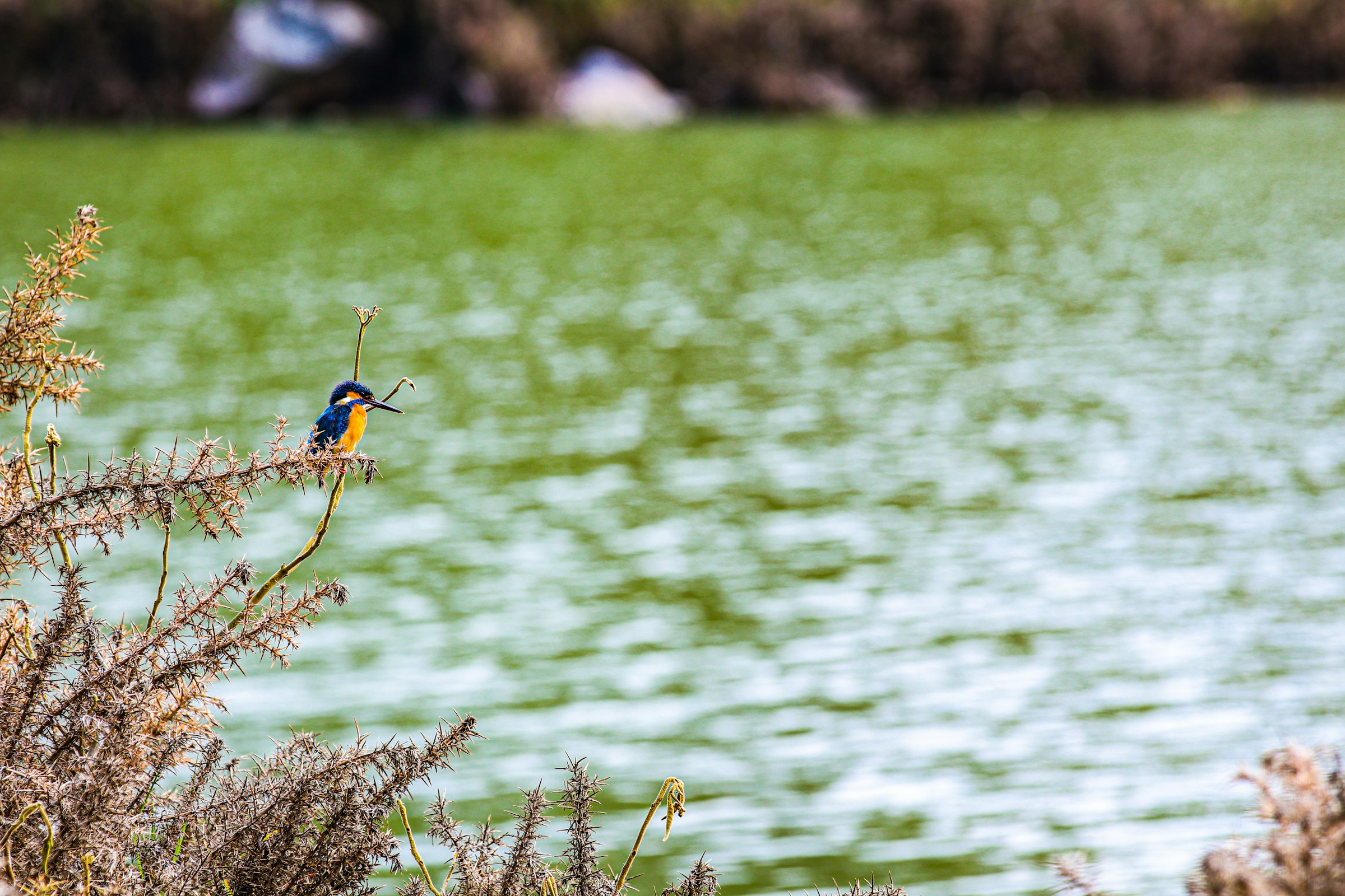 Boat Rides on Ooty Lake: Experience Serenity Amidst Nature