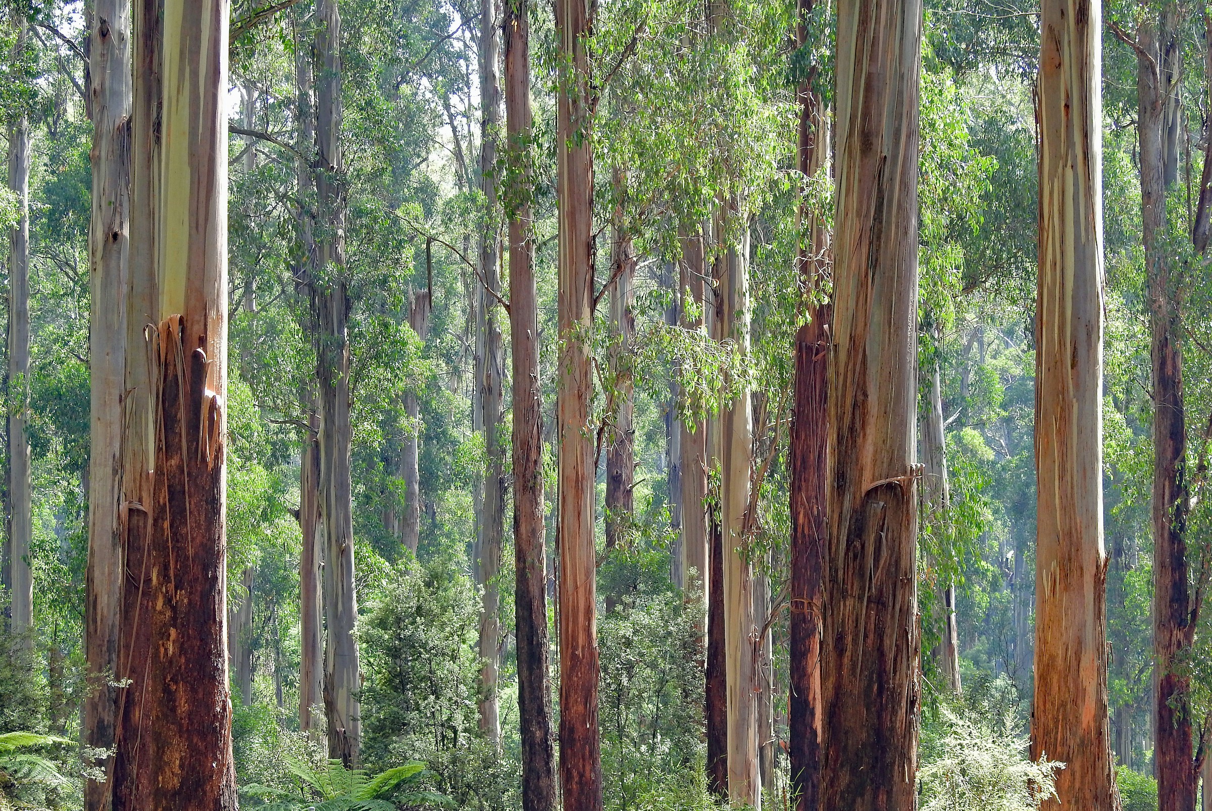 Boat Rides on Ooty Lake: Experience Serenity Amidst Nature