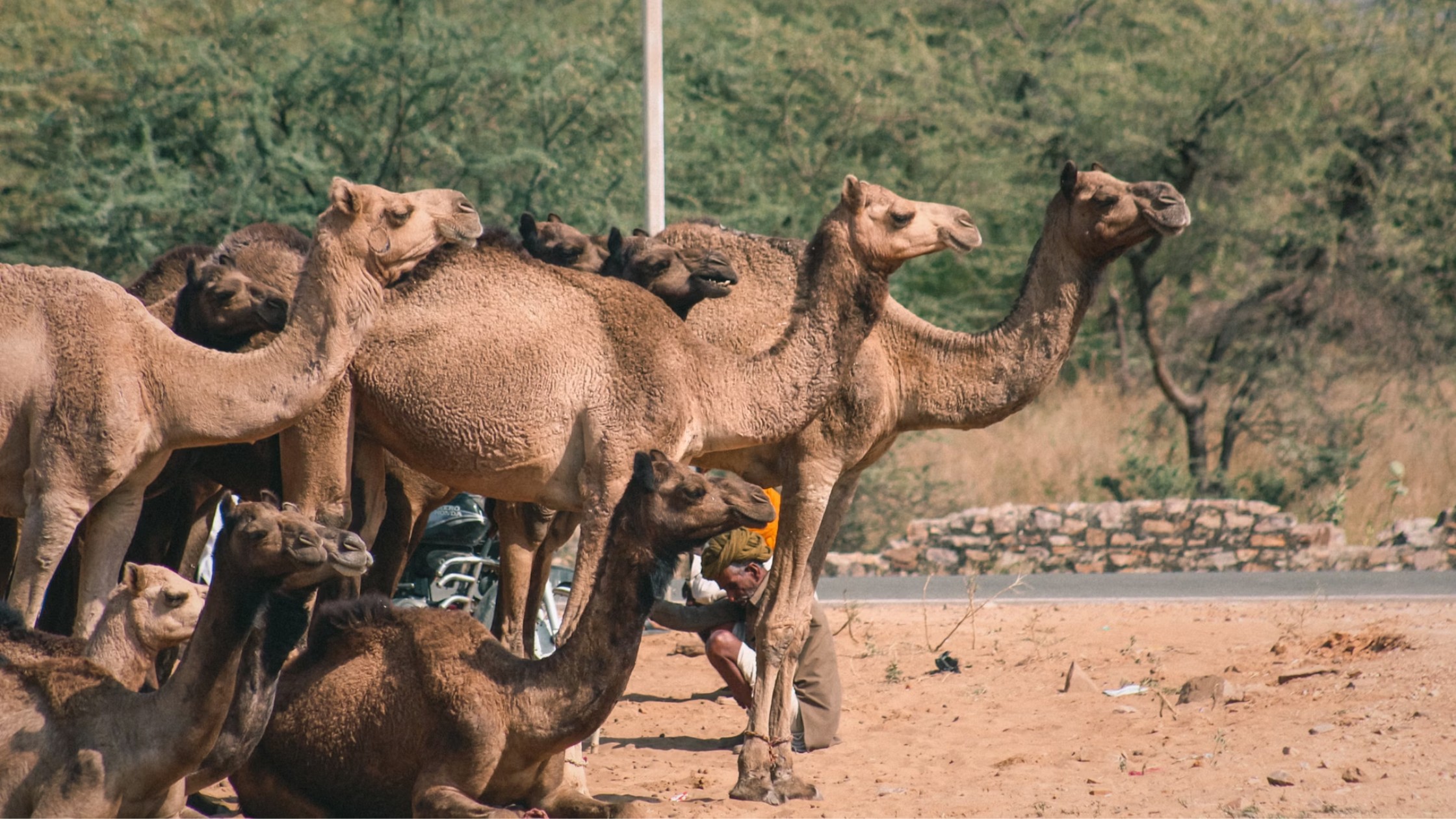 Pushkar Camel Fair 2024: Experiencing An Amazing Annual Spectacle