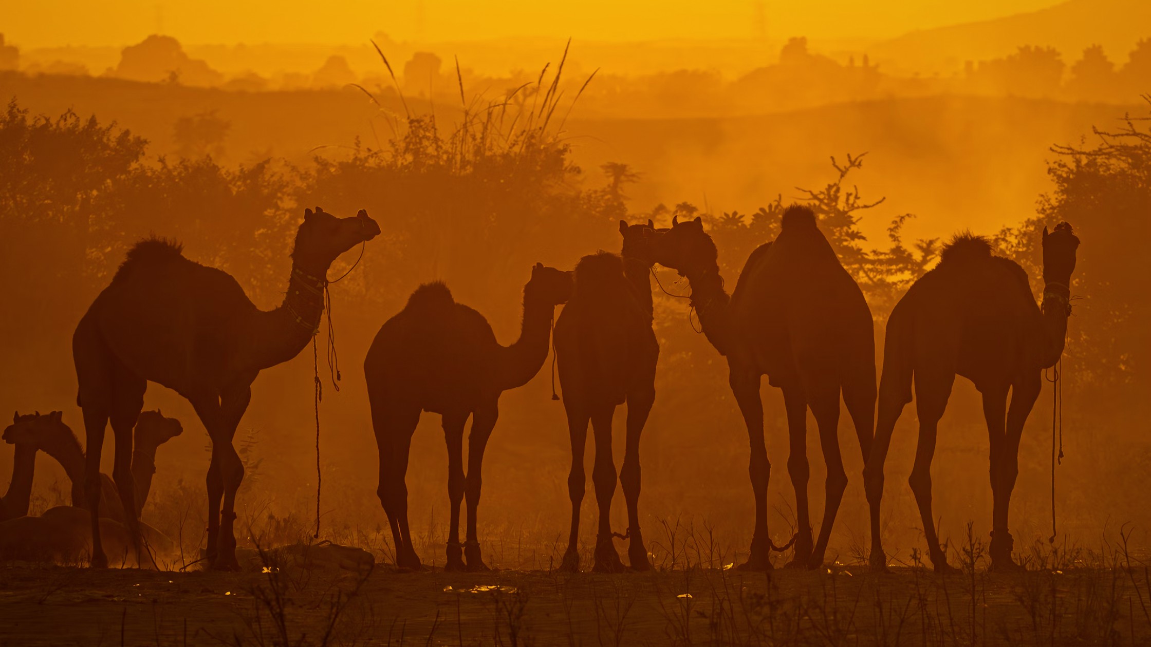 Pushkar Camel Fair 2024: Experiencing An Amazing Annual Spectacle