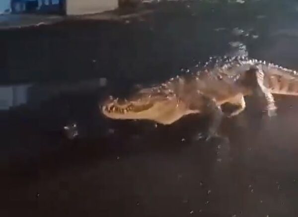 8 Feet Long Crocodile Spotted Walking On Maharashtra Road Amid Heavy Rains, Video Went Viral - RVCJ Media