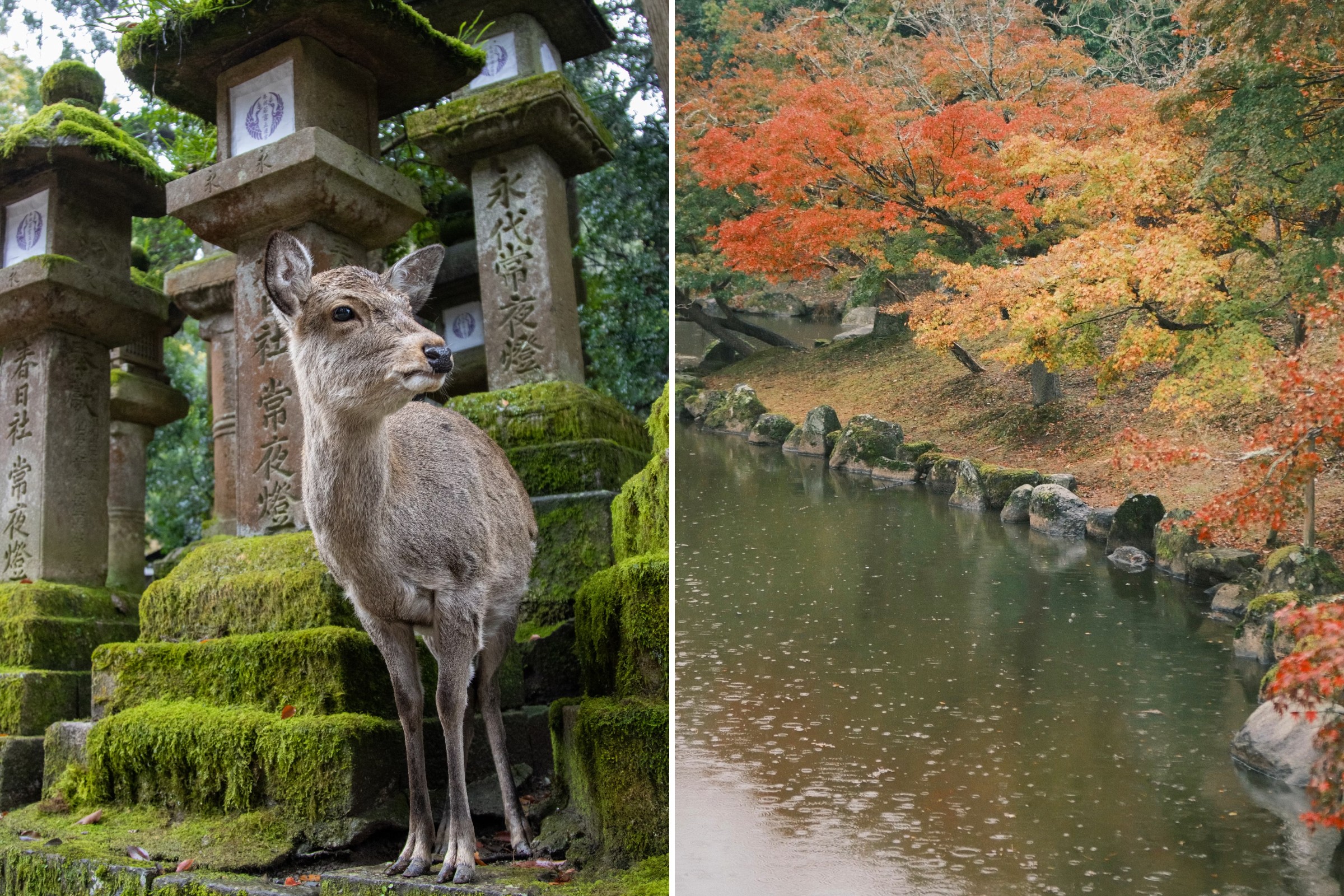 Best Places To Visit In Japan - Nara