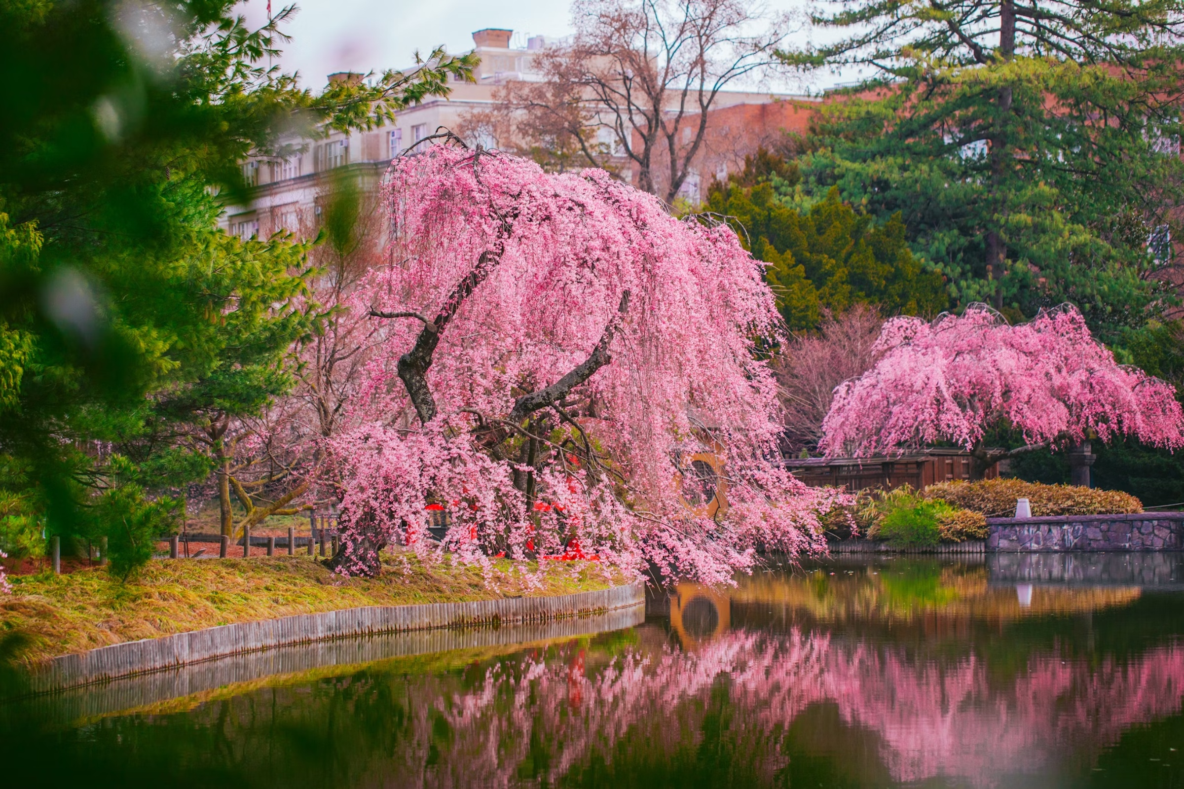 Best Things to Do in Japan - Cherry Blossoms