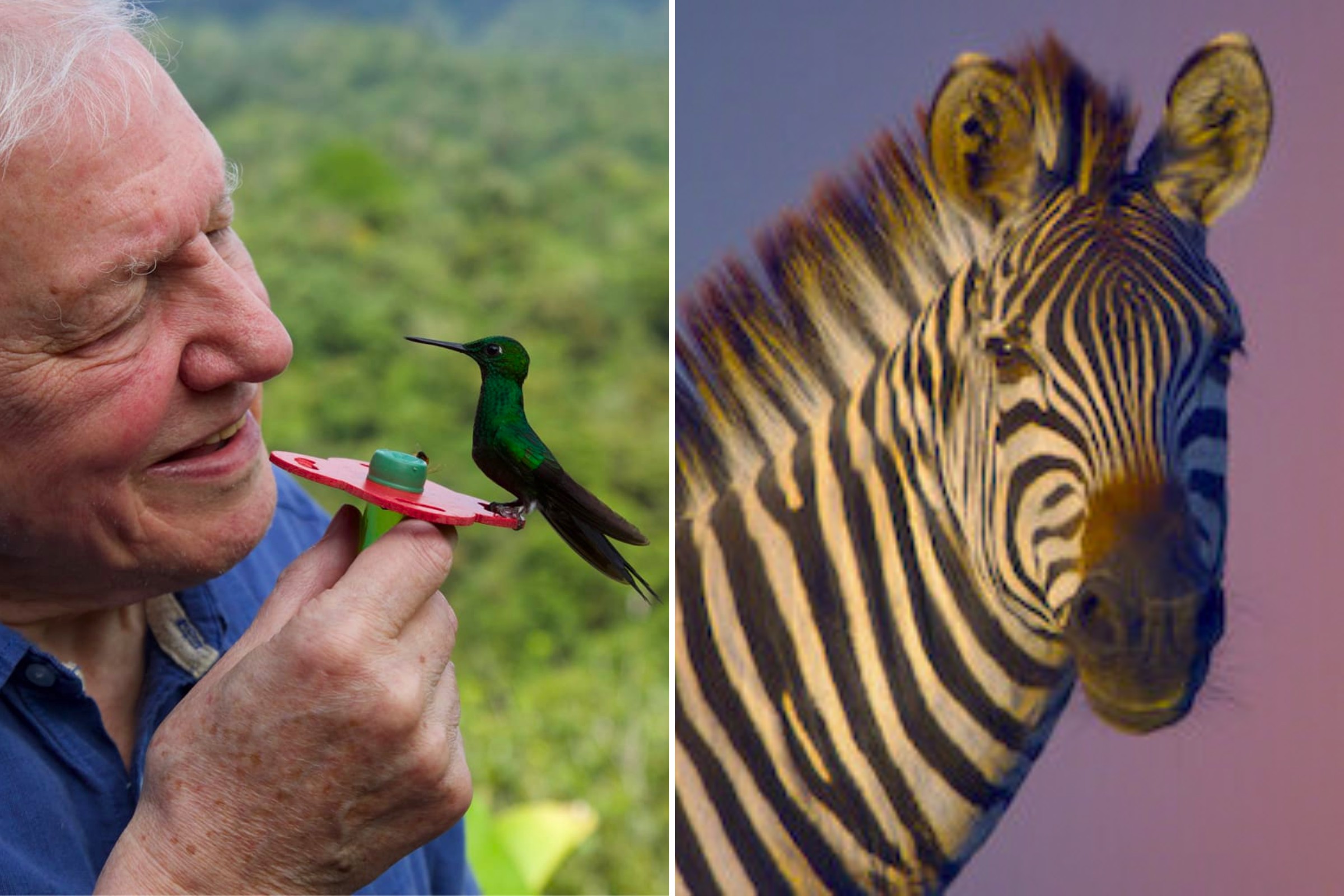 The 9 Best David Attenborough Documentaries - Life In Colour