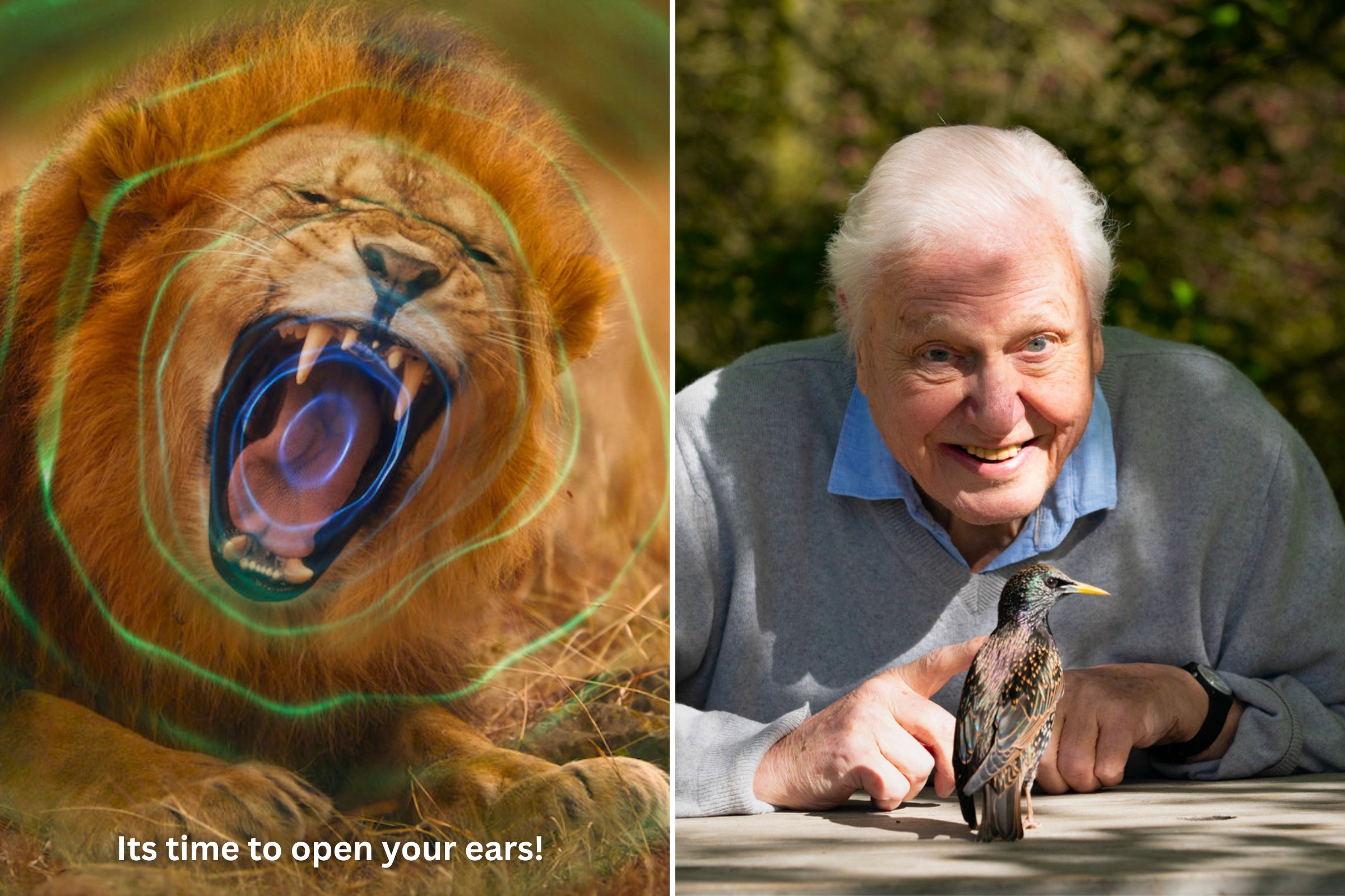 The 9 Best David Attenborough Documentaries - World Of Sound