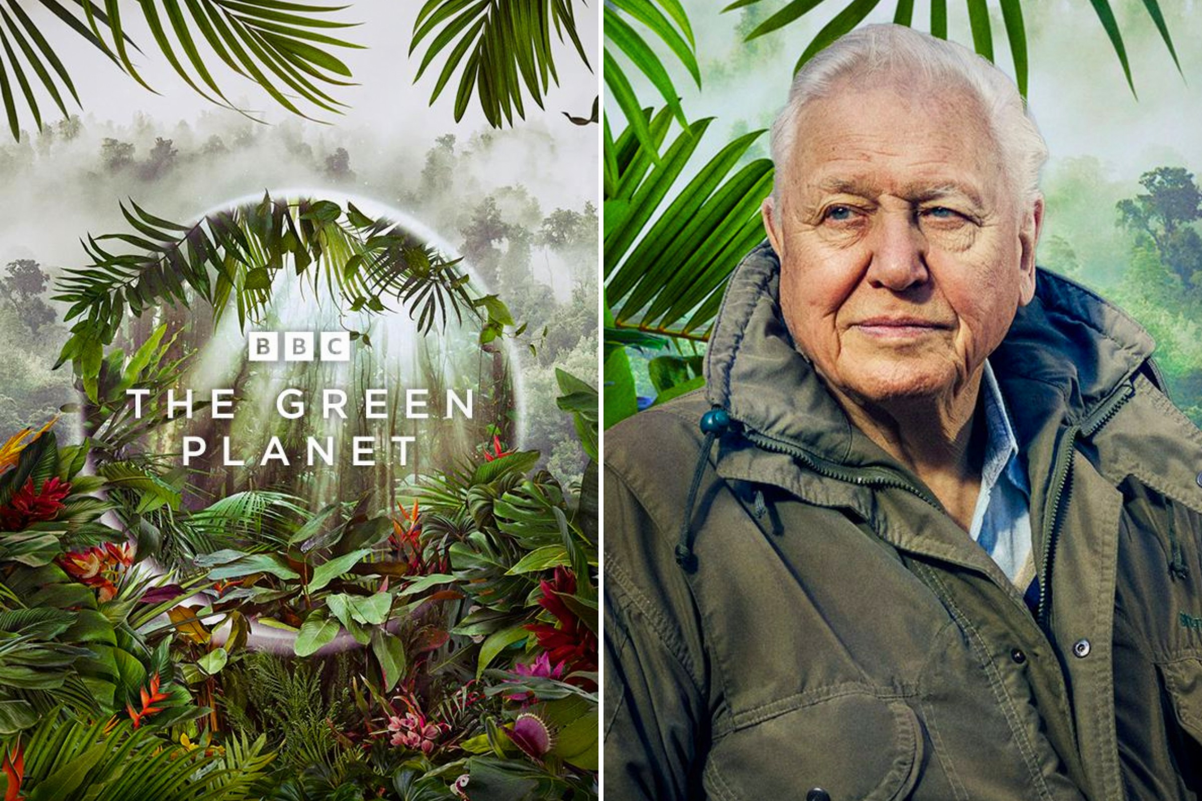 The 9 Best David Attenborough Documentaries - The Green Planet