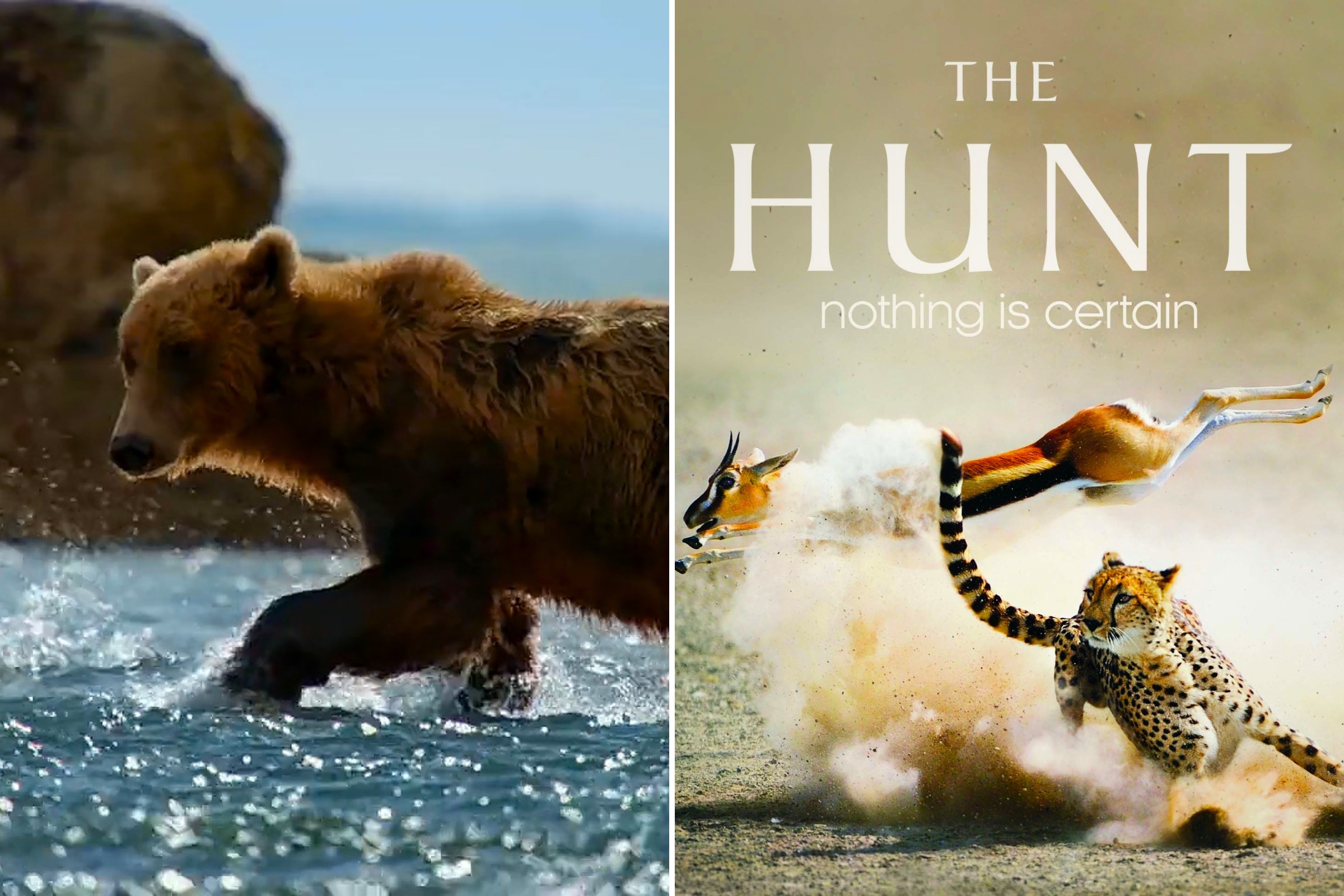 The 9 Best David Attenborough Documentaries - The Hunt