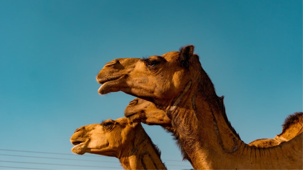 The 6 Best Places To Visit In Riyadh - Zoo