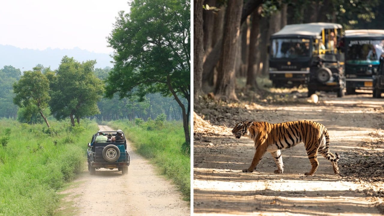 10 Best Tiger Safaris in India - Jim Corbett