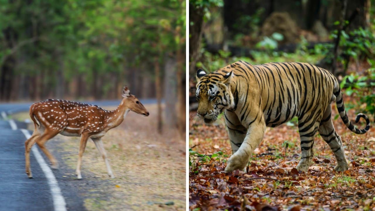 10 Best Tiger Safaris in India - Kanha