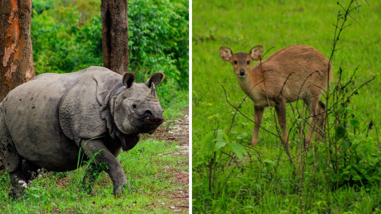 10 Best Tiger Safaris in India - Kaziranga