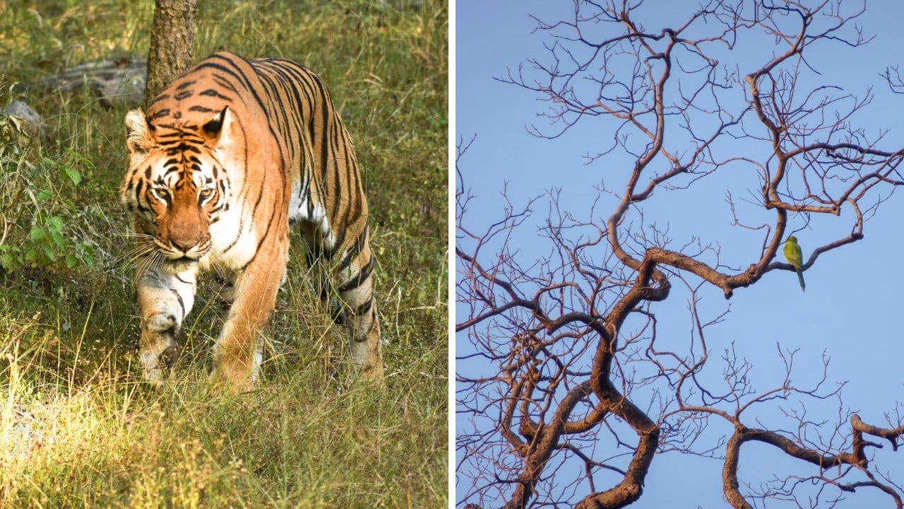 10 Best Tiger Safaris in India - Pench