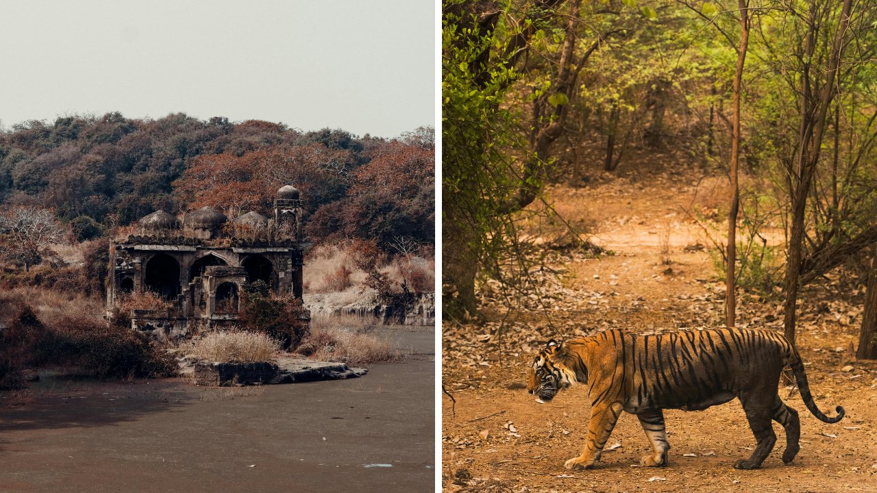 10 Best Tiger Safaris in India - Ranthambore