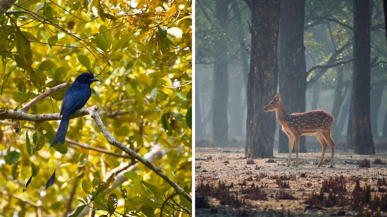 10 Best Tiger Safaris in India - Sundarbans