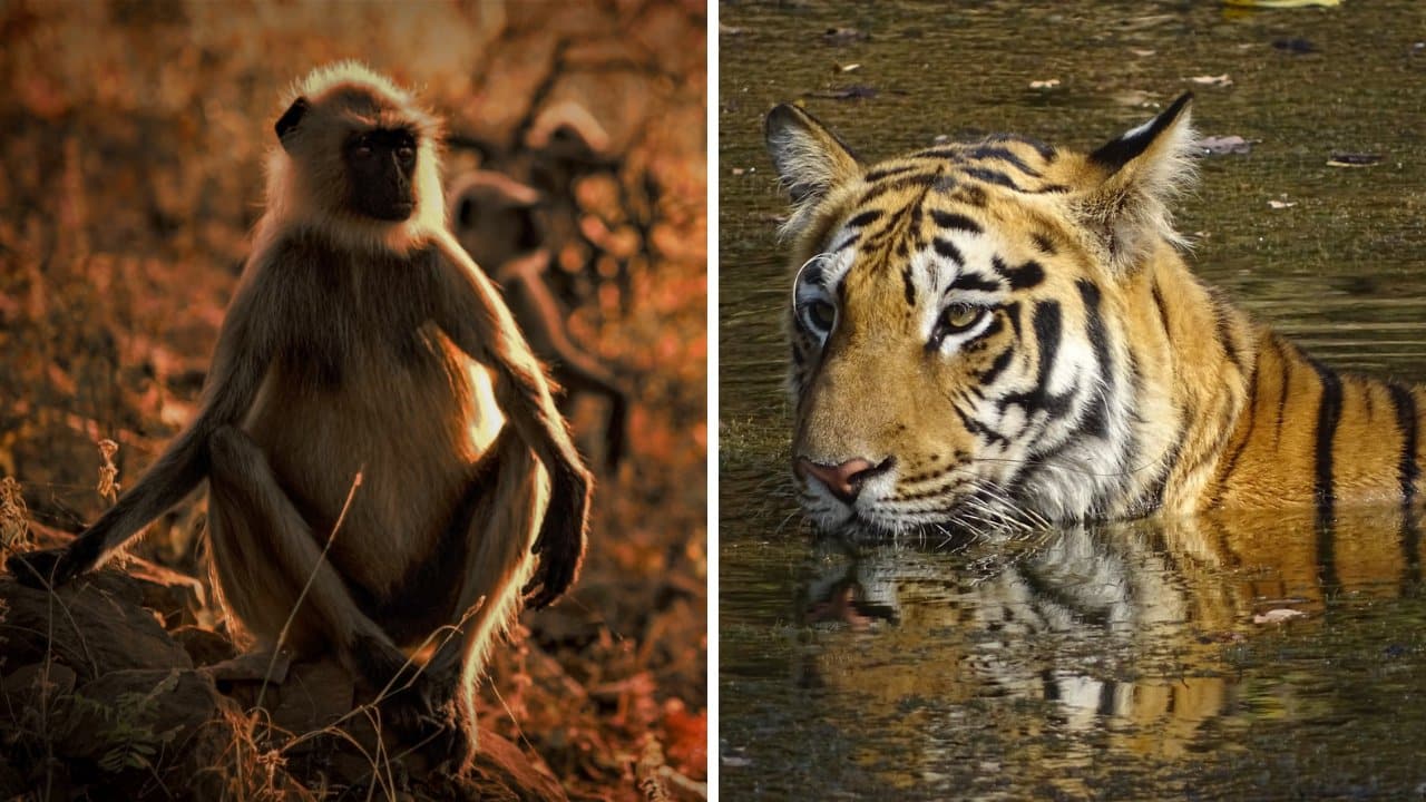 10 Best Tiger Safaris in India - Tadoba