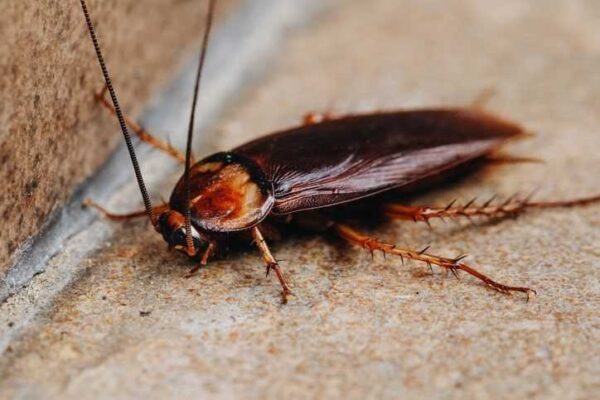 Customer Finds Cockroach in Iced Latte at L’Opéra’s Khan Market Outlet, Post Goes Viral - RVCJ Media