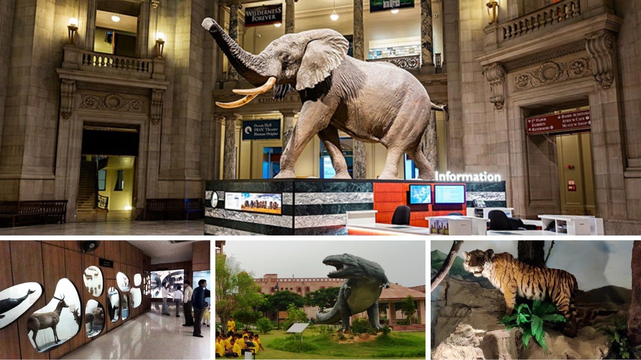 Best Museums in Delhi - Natural History