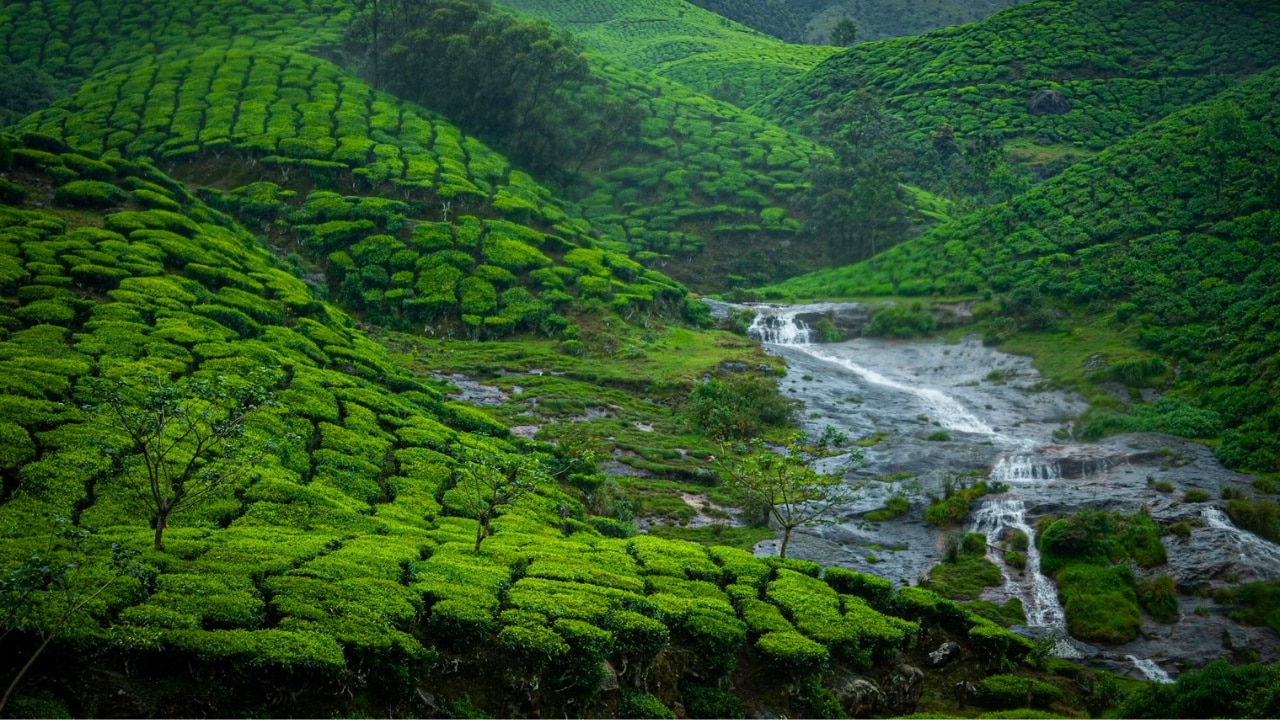 Munnar, Kerala