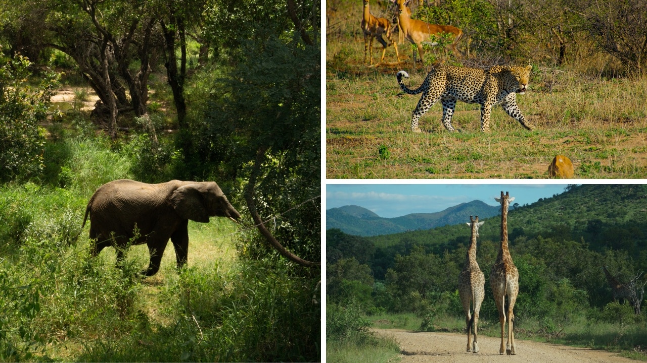 6 Best Places To Visit in South Africa - Kruger National Park