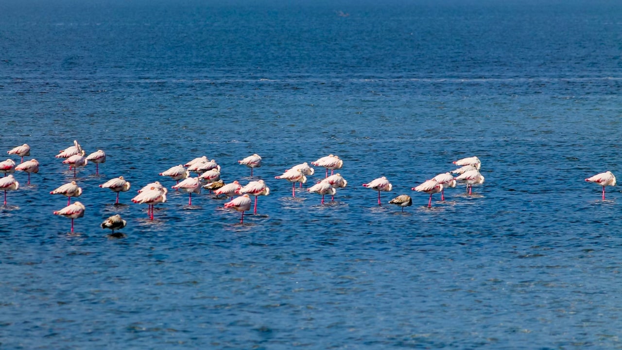 Rann Of Kutch, Gujarat