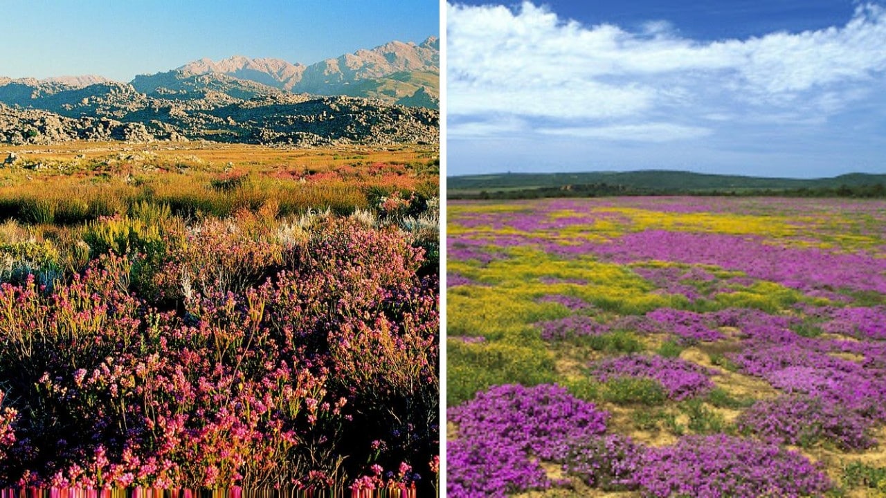 10 Best Reasons To Visit South Africa - Floral Region