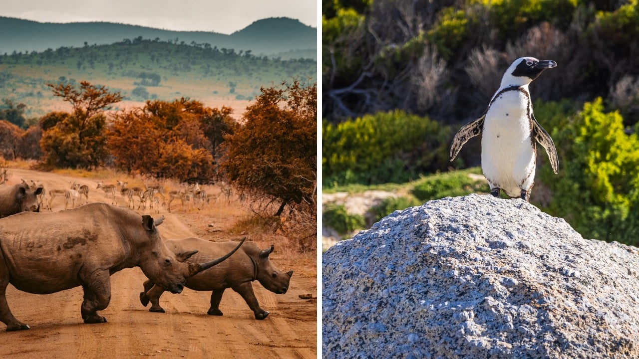 10 Best Reasons To Visit South Africa - Wildlife