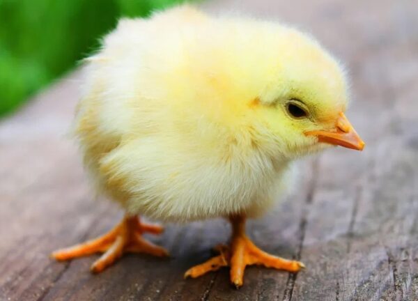 Chhattisgarh Man Loses Life After Swallowing Live Chick, The Chick Comes Out Alive - RVCJ Media